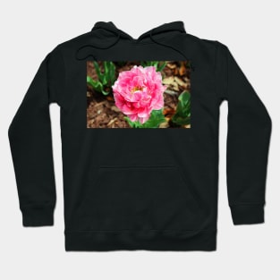 Double Late Tulip Hoodie